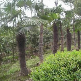 供应棕榈,销售棕榈,江苏最大棕榈培育基地_农副产品
